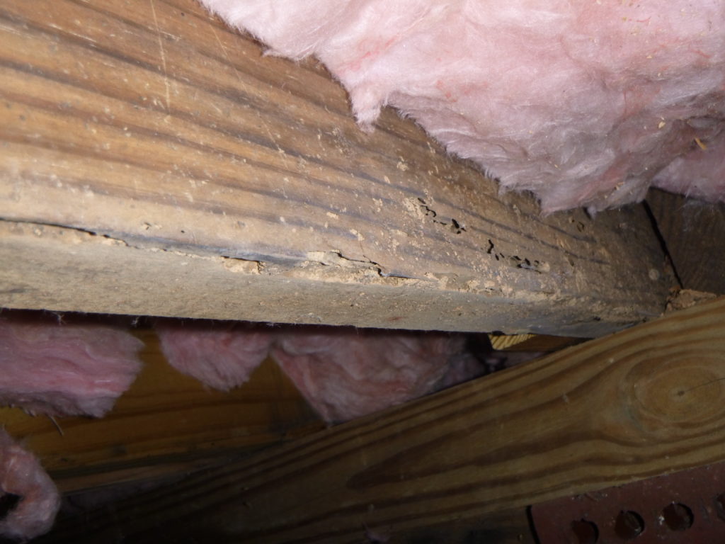 Termite damage